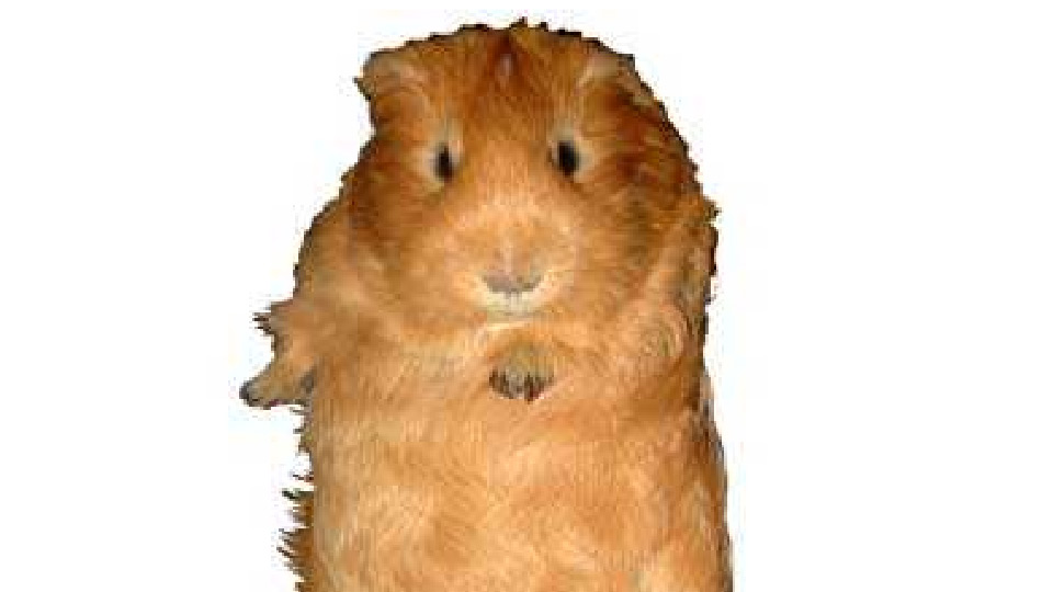 The Guinea Pig Way