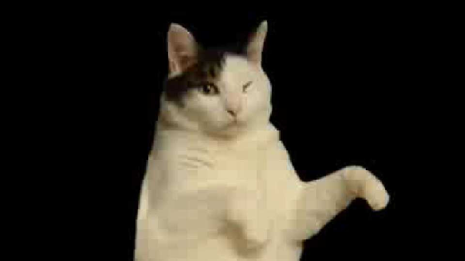 Kitty Cat Dance