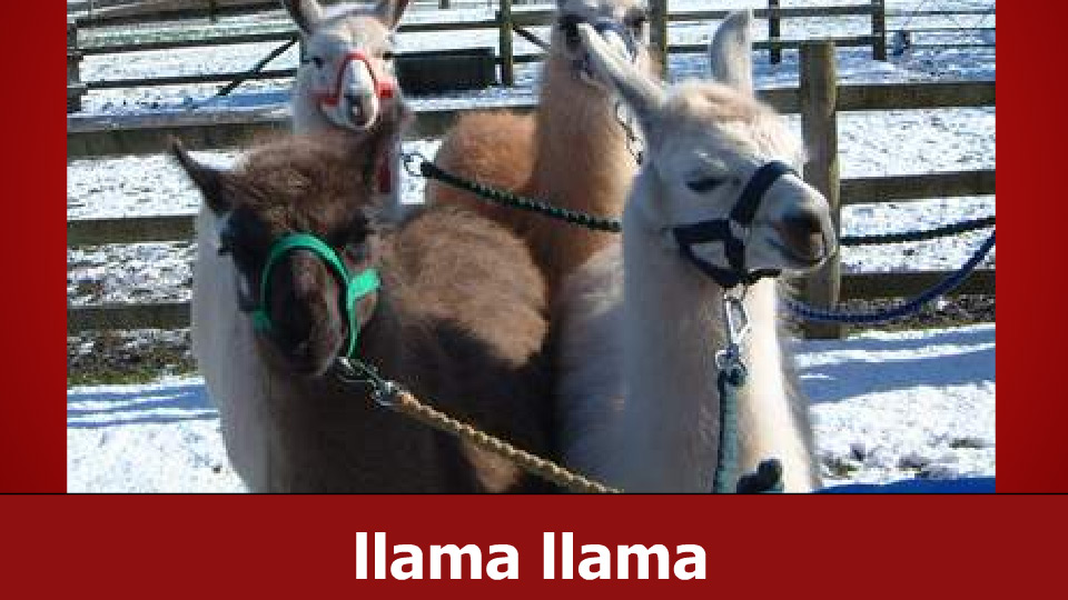 The Llama Song