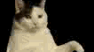 Kitty Cat Dance
