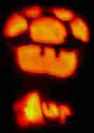 [Photograph by BunnyAvenger]