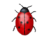 [Coccinella]