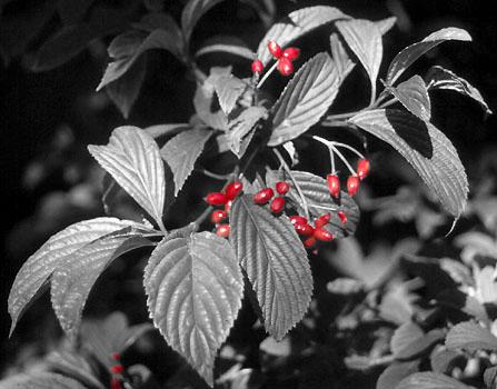 [Berries]