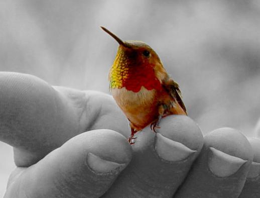 [Humming Bird]