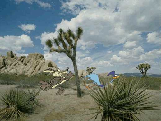 [Cyote and Road Runner]