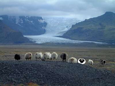 [Sheepie]
