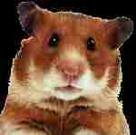 [Hamster Picture]