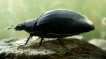 Black Beetle